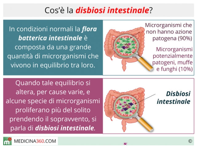 Risultati immagini per disbiosi