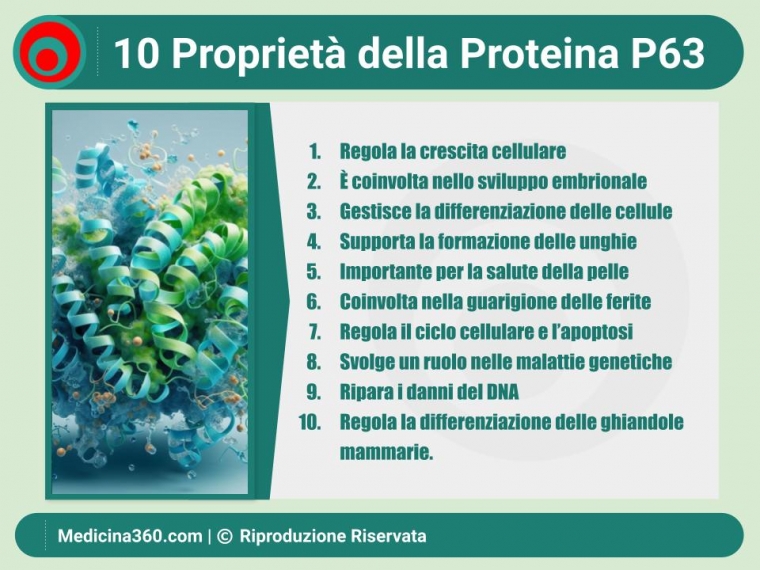 Proteina P63: Funzioni, Mutazioni e Correlazione con il Cancro