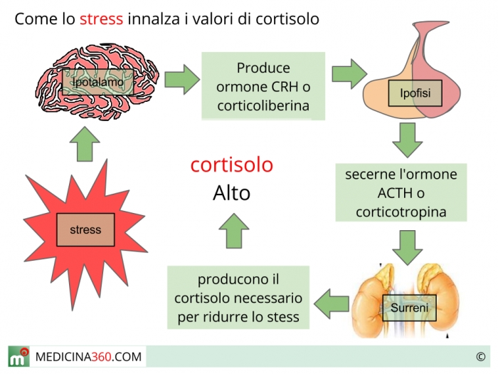Гормоны стресса в крови. Гормоны стресса. Кортизол гормон стресса. Гормоны влияющие на стресс. Влияние гормонов на стресс.