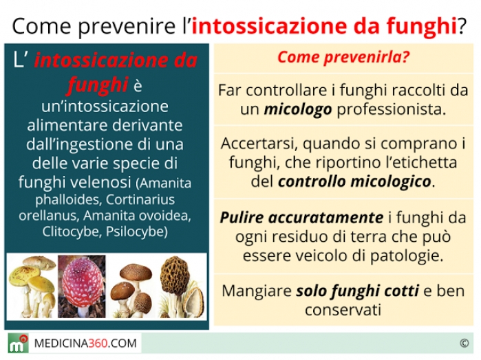 Intossicazione da funghi sintomi, terapia e conseguenze