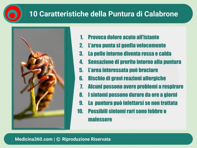 Puntura di calabrone: cosa fare? Sintomi, terapia e rimedi naturali