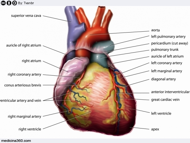 Soffio al cuore: sintomi, tipologie e possibili cause patologiche